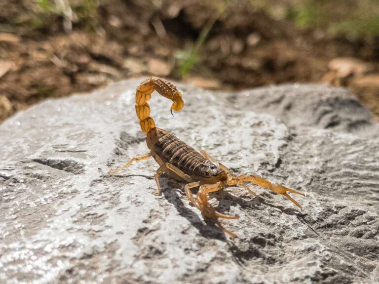 Soñar con alacranes Qué significa Interpretaciones