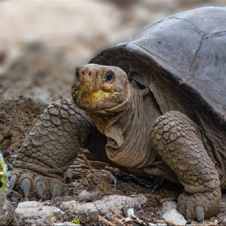 Soñar con tortugas Significado e interpretaciones