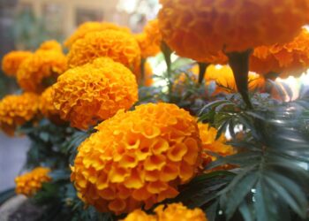 Beneficios de la flor de cempasúchil en la belleza que no conocías