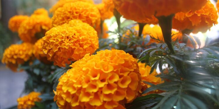 Beneficios de la flor de cempasúchil en la belleza que no conocías