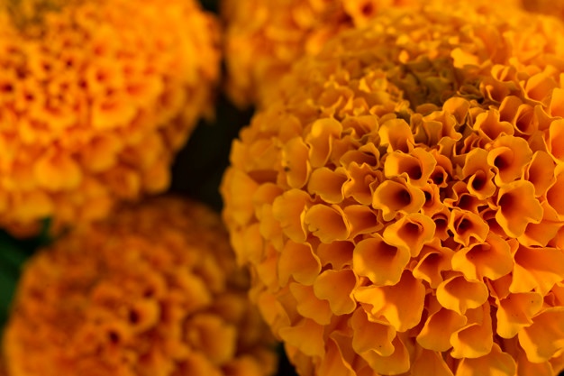 Beneficios de la flor de cempasúchil en la belleza que no conocías