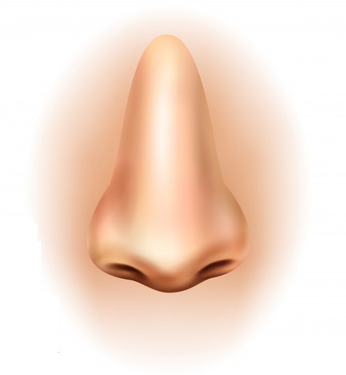 ¿Qué tipos de nariz hay? Conoce cuál es la tuya