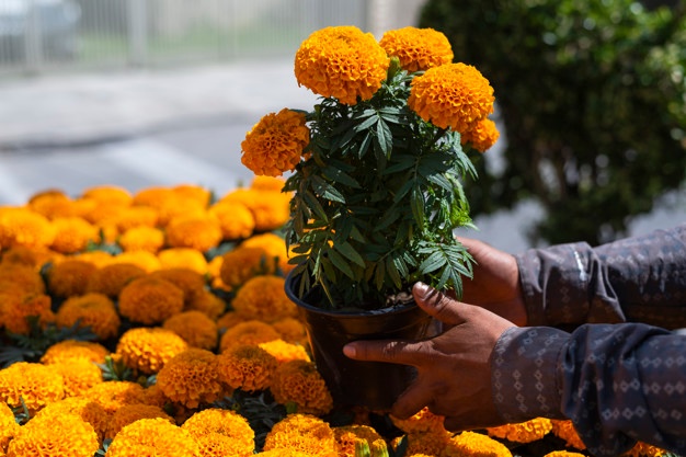 Beneficios de la flor de cempasúchil en la belleza que no conocías