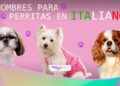 Los mejores nombres para perritas en italiano