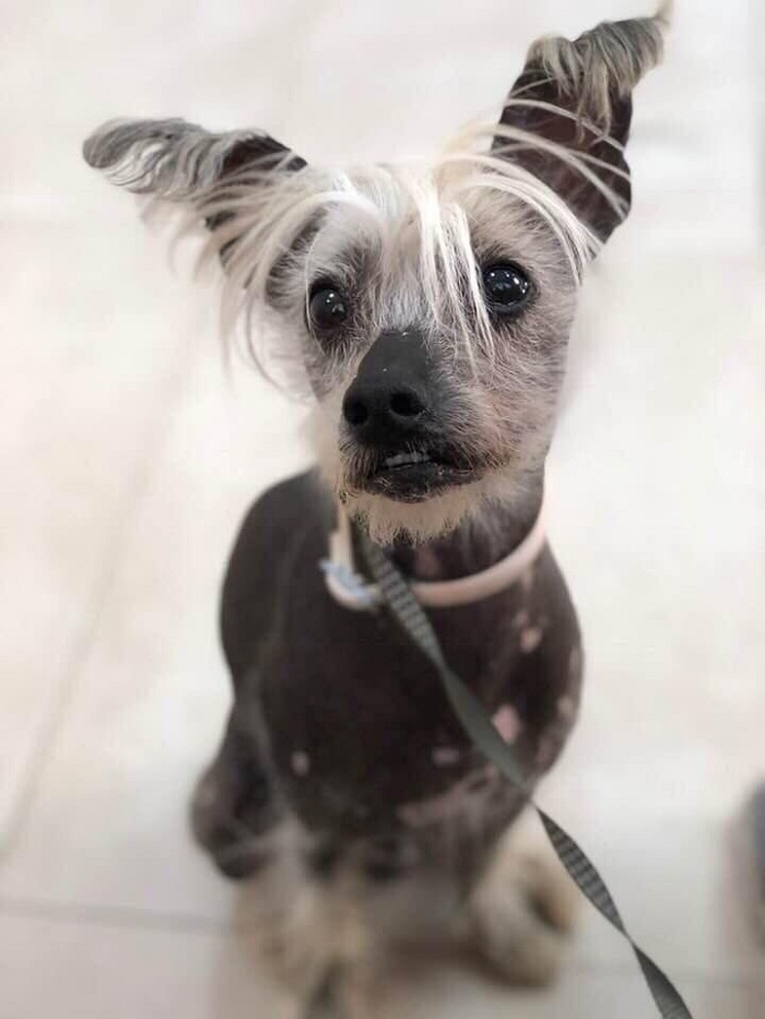 Características de la raza de perro más cariñosa del mundo