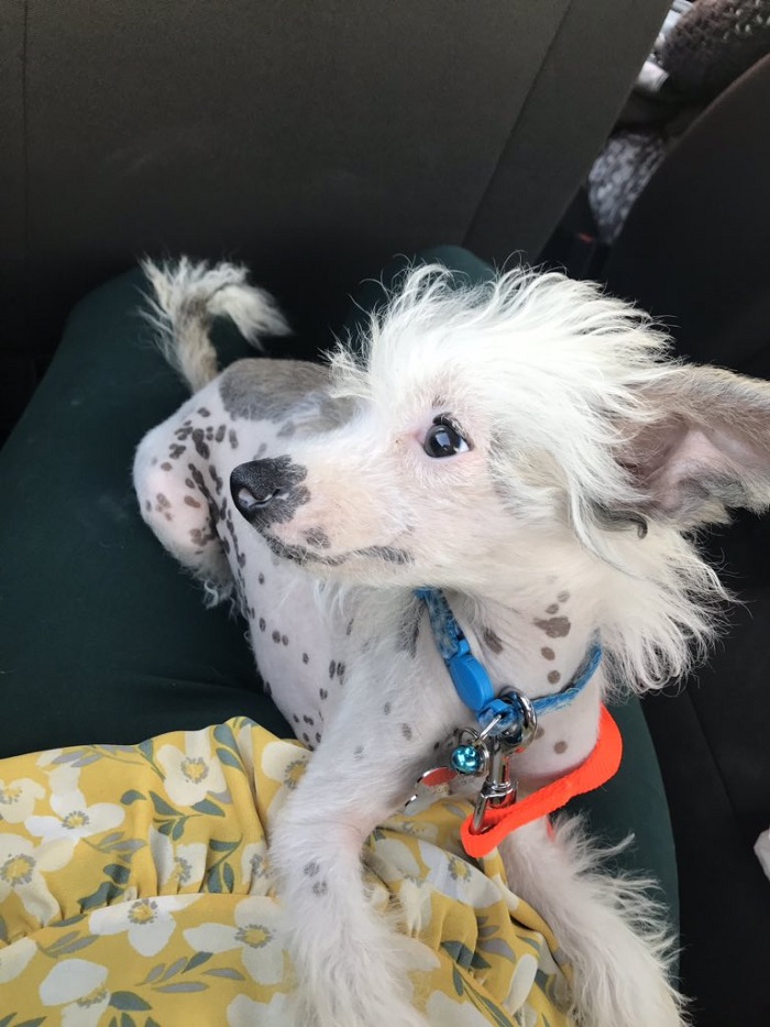 ¿Qué cuidados necesita la raza de perro más cariñosa del mundo?