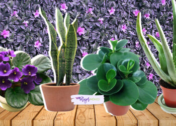 ¿Qué plantas de interior son fáciles de cuidar?