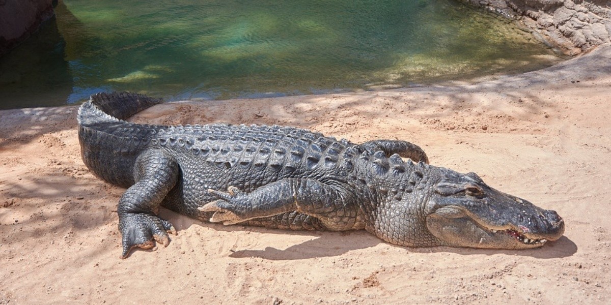 ¿Qué significa soñar con cocodrilos gigantes?