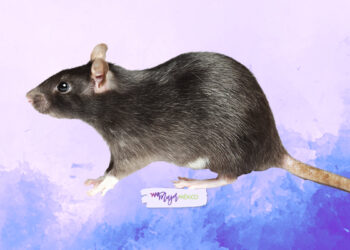 ¿Qué significa soñar con ratas? Aquí te lo explicamos