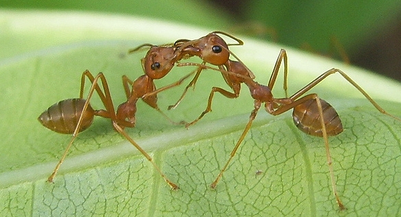 ¿Qué significa soñar con hormigas muertas?