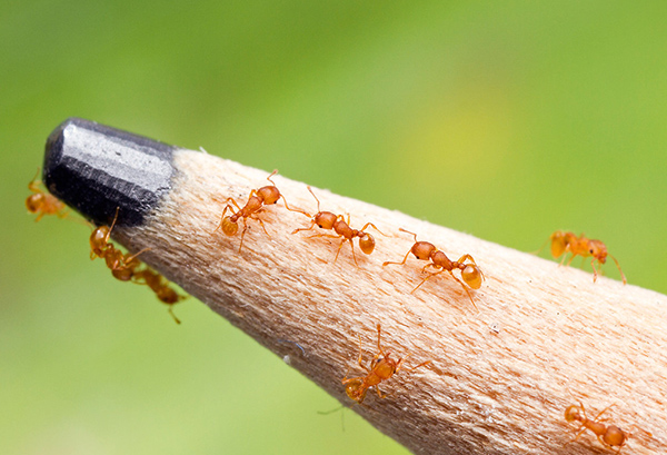 ¿Qué significa soñar con hormigas pequeñas?