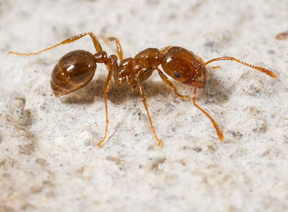 ¿Qué significa soñar con hormigas rojas?