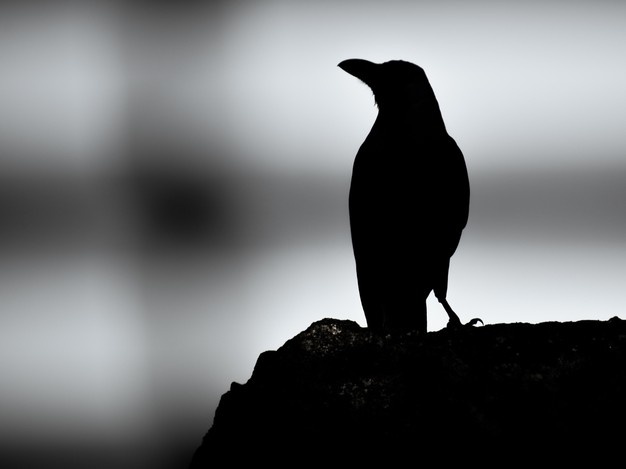 Sueños con cuervos y sus significados