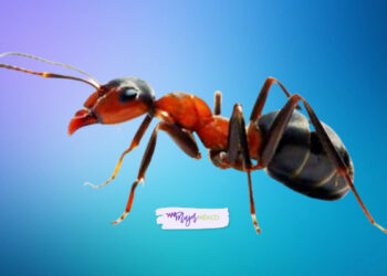 ¿Qué significa soñar con hormigas? Interpretaciones comunes