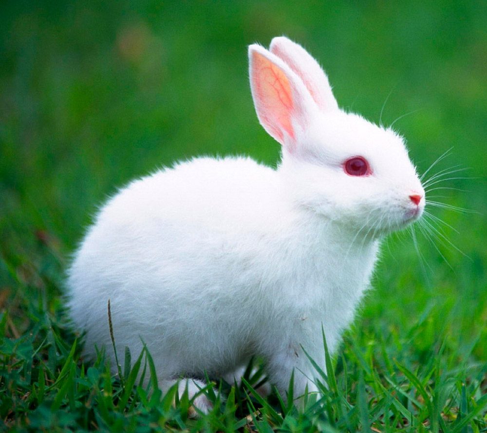 Significado de soñar con conejos