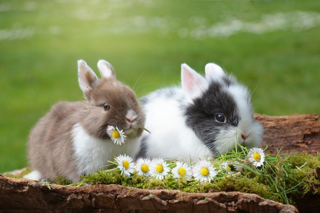 Otros significados de soñar con conejos