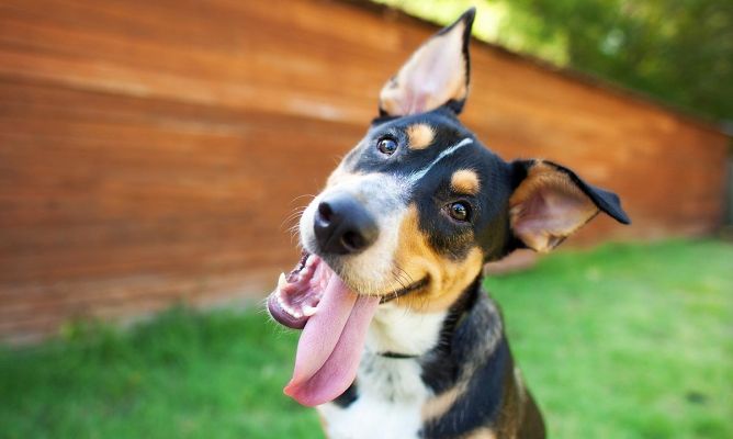 Interpretaciones de soñar con perros