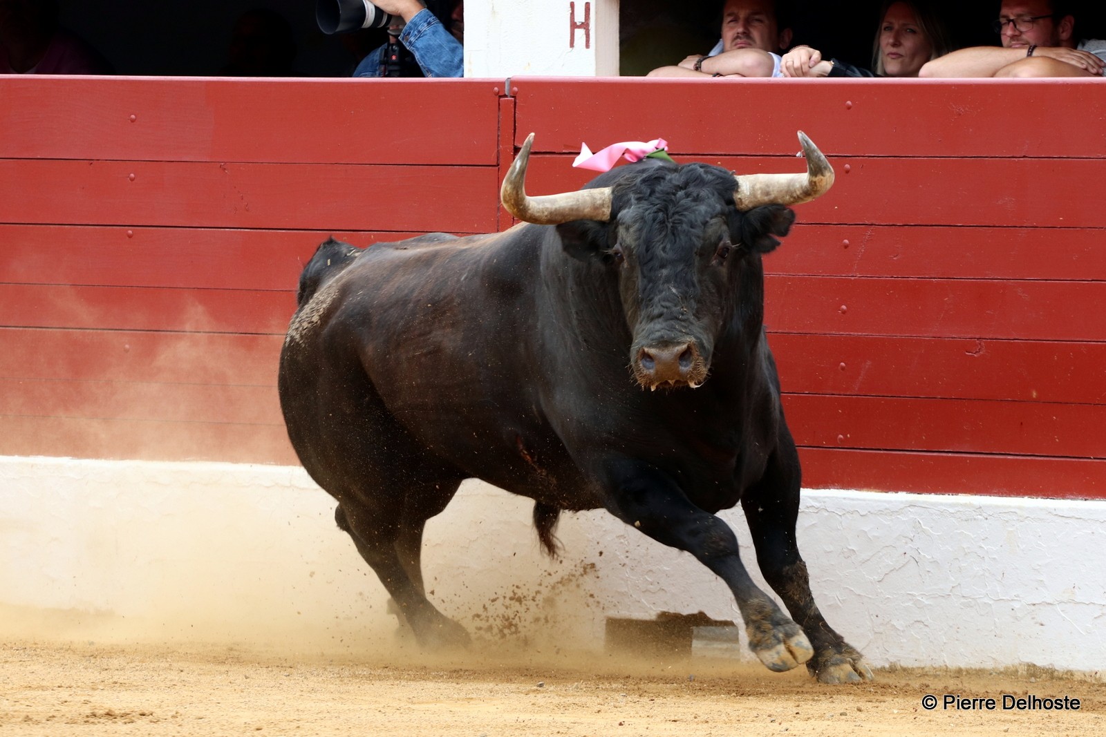Significado de soñar con toros