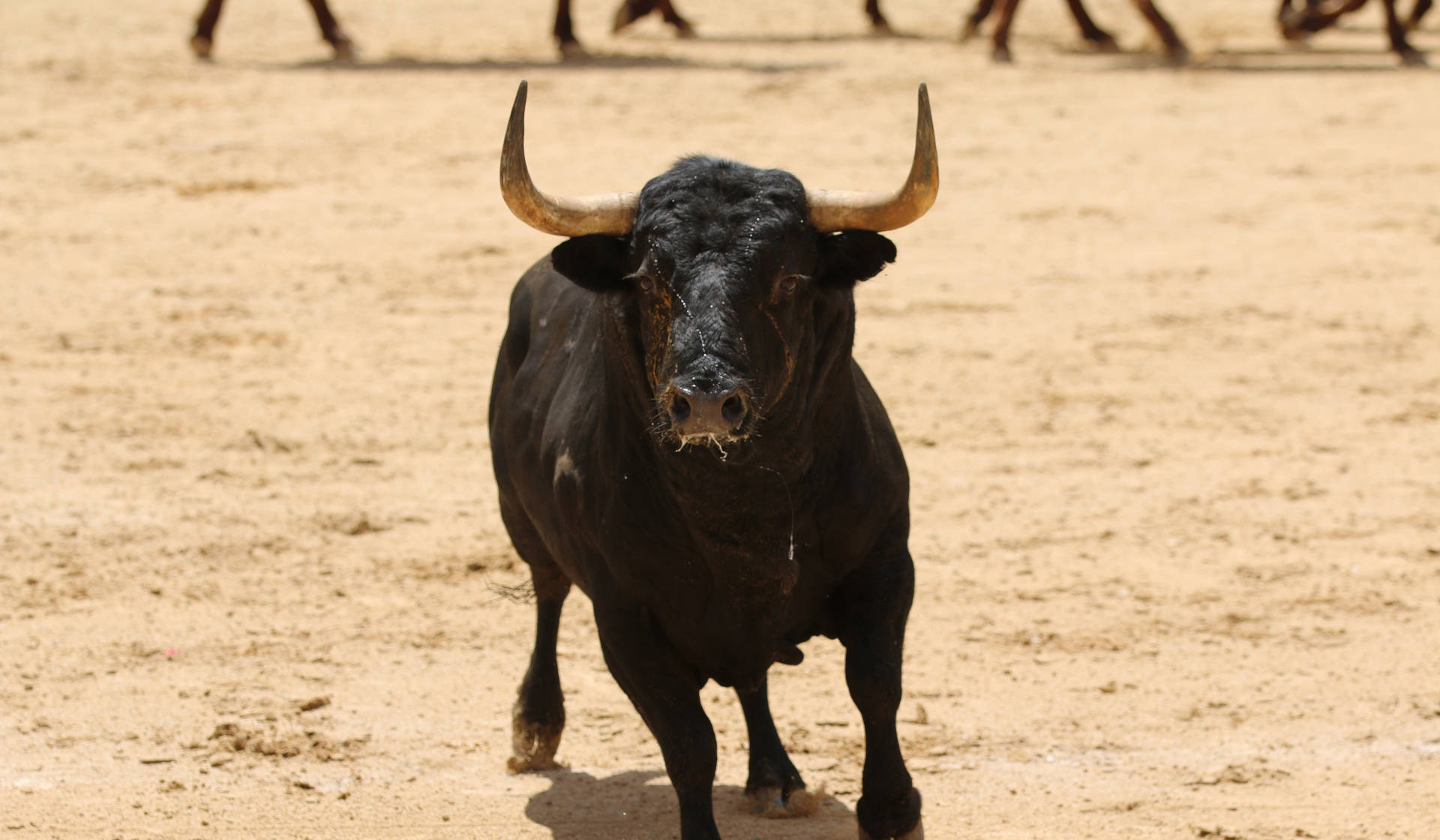 Significado de soñar con toros