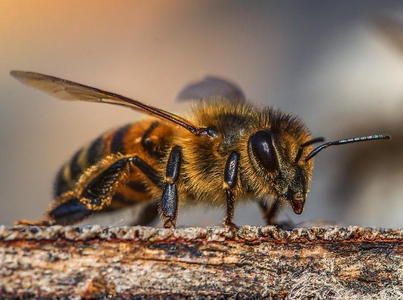 ¿Qué significa soñar con abejas?