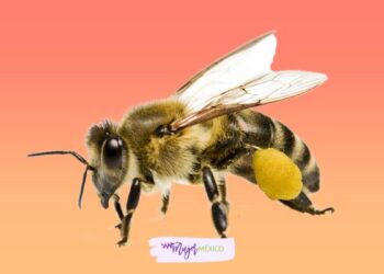 Soñar con abejas. Significado e interpretaciones