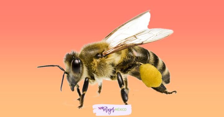 Soñar con abejas. Significado e interpretaciones