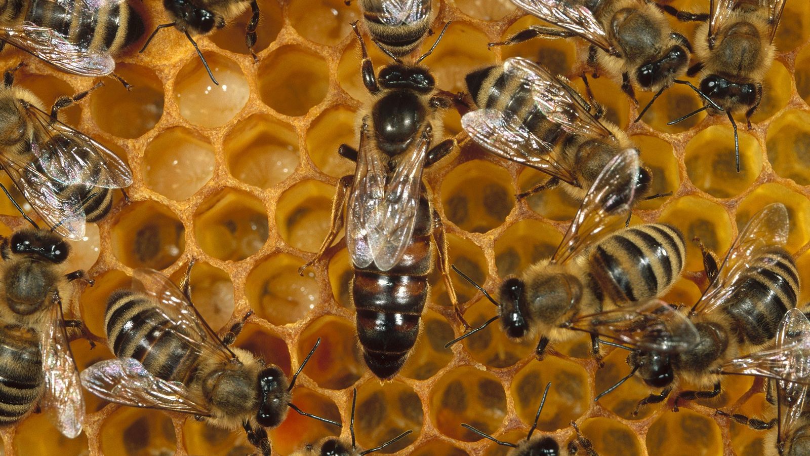Soñar con abejas. Significado e interpretaciones