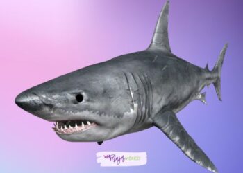 Significado de soñar con tiburones: estas son todas las interpretaciones