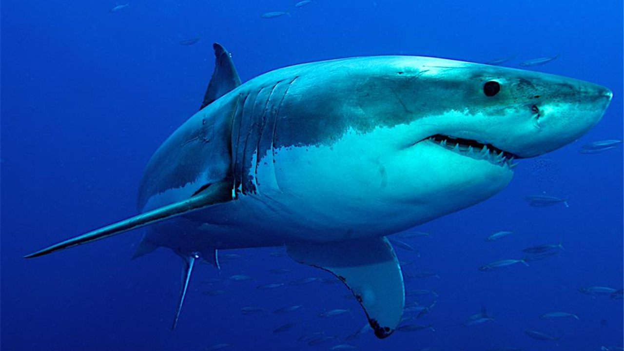 Soñar con tiburones. Significado e interpretaciones