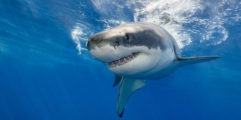 ¿Qué significa soñar con tiburones?
