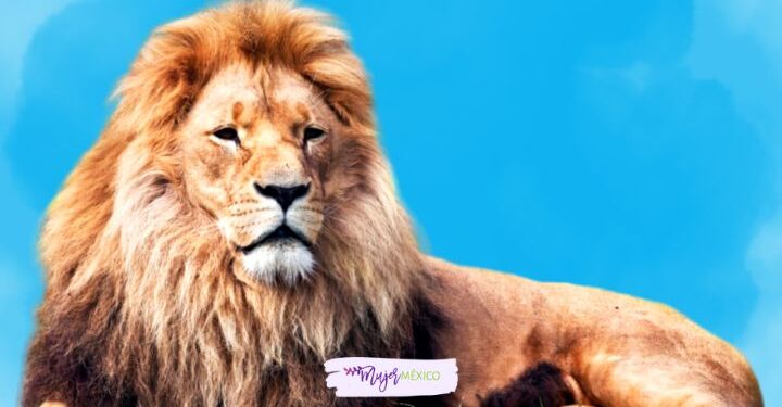 Soñar con leones. Significado e interpretaciones