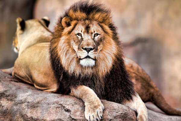 Soñar con leones. Significado e interpretaciones