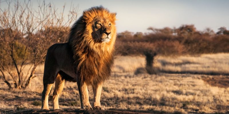 ¿Por qué soñamos con leones?