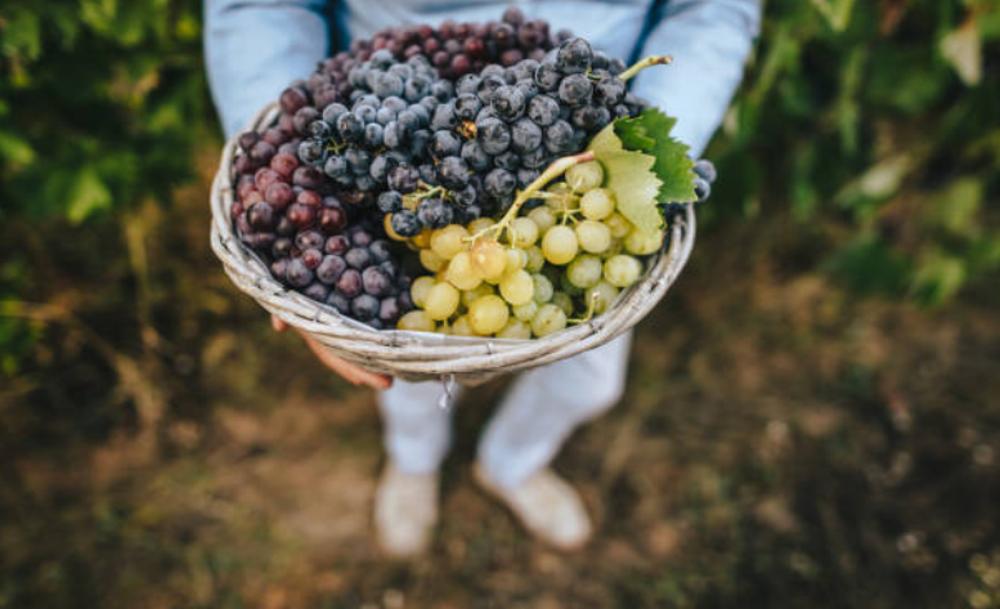 Uvas: propiedades, beneficios y qué enfermedades previenen