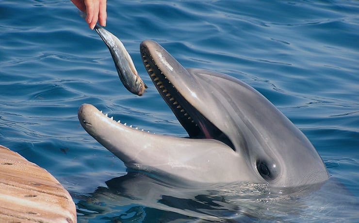 Soñar con delfines. Significado e interpretaciones