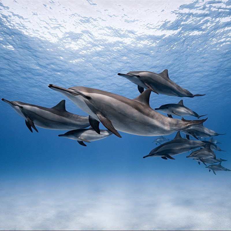 Soñar con delfines. Significado e interpretaciones