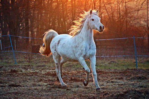 Soñar con caballos. Significado e interpretaciones