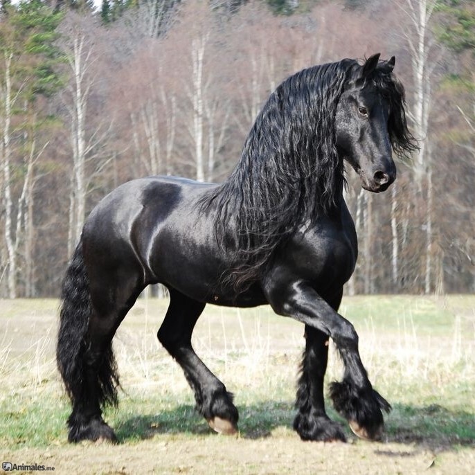 Soñar con caballos. Significado e interpretaciones