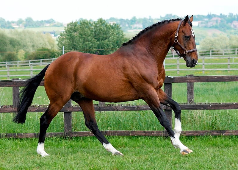 Soñar con caballos. Significado e interpretaciones