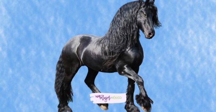 Soñar con caballos. Significado e interpretaciones
