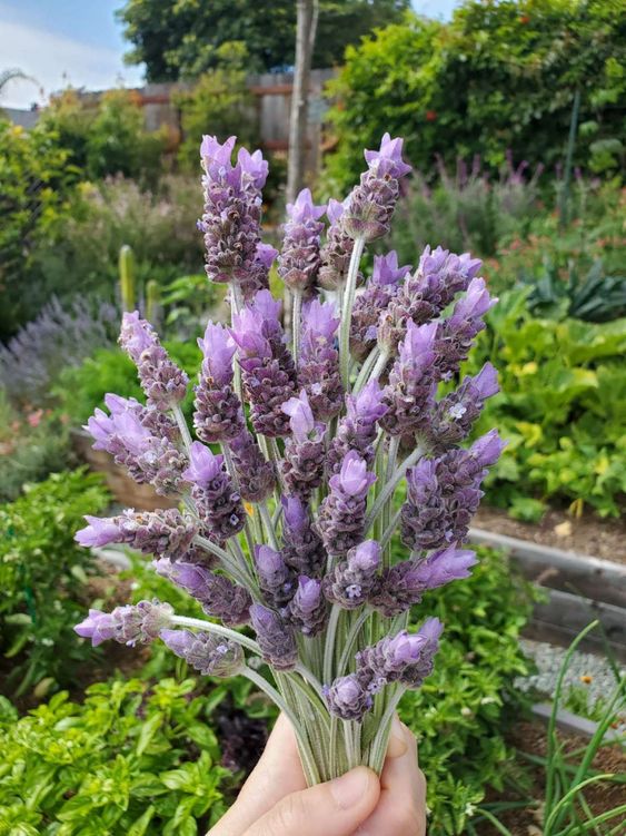 plantas relajantes lavanda