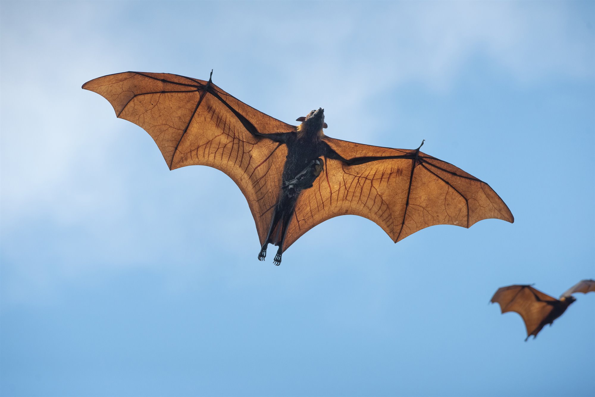 ¿Qué significa soñar con murciélagos? Estas son las interpretaciones