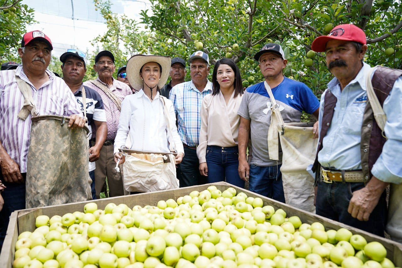 Sheinbaum con piscadores de manzana