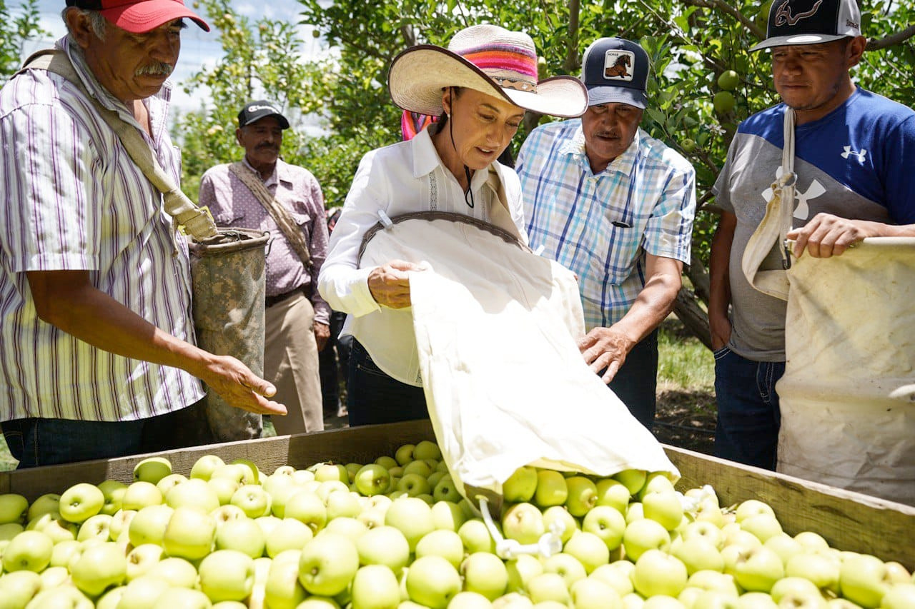 Sheinbaum se reúne con piscadores de manzana 