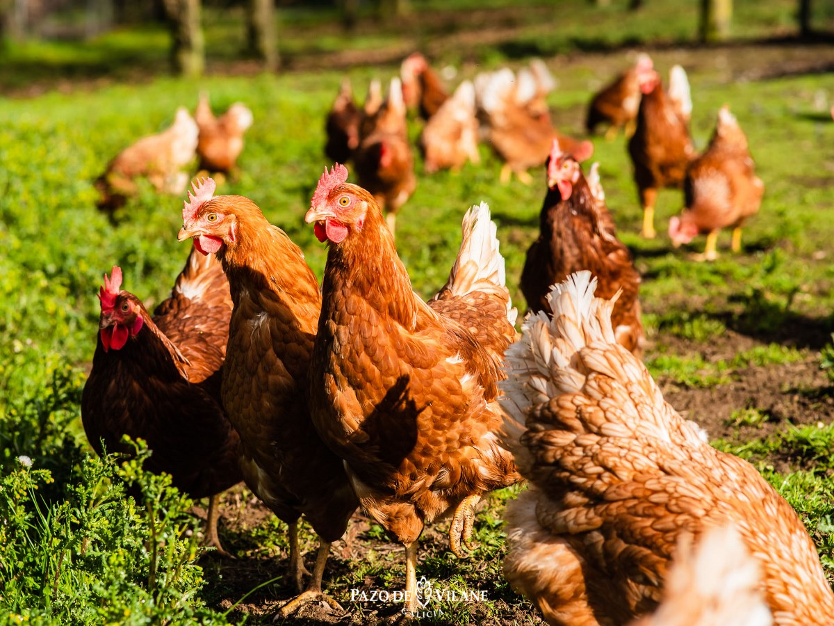 soñar con gallinas