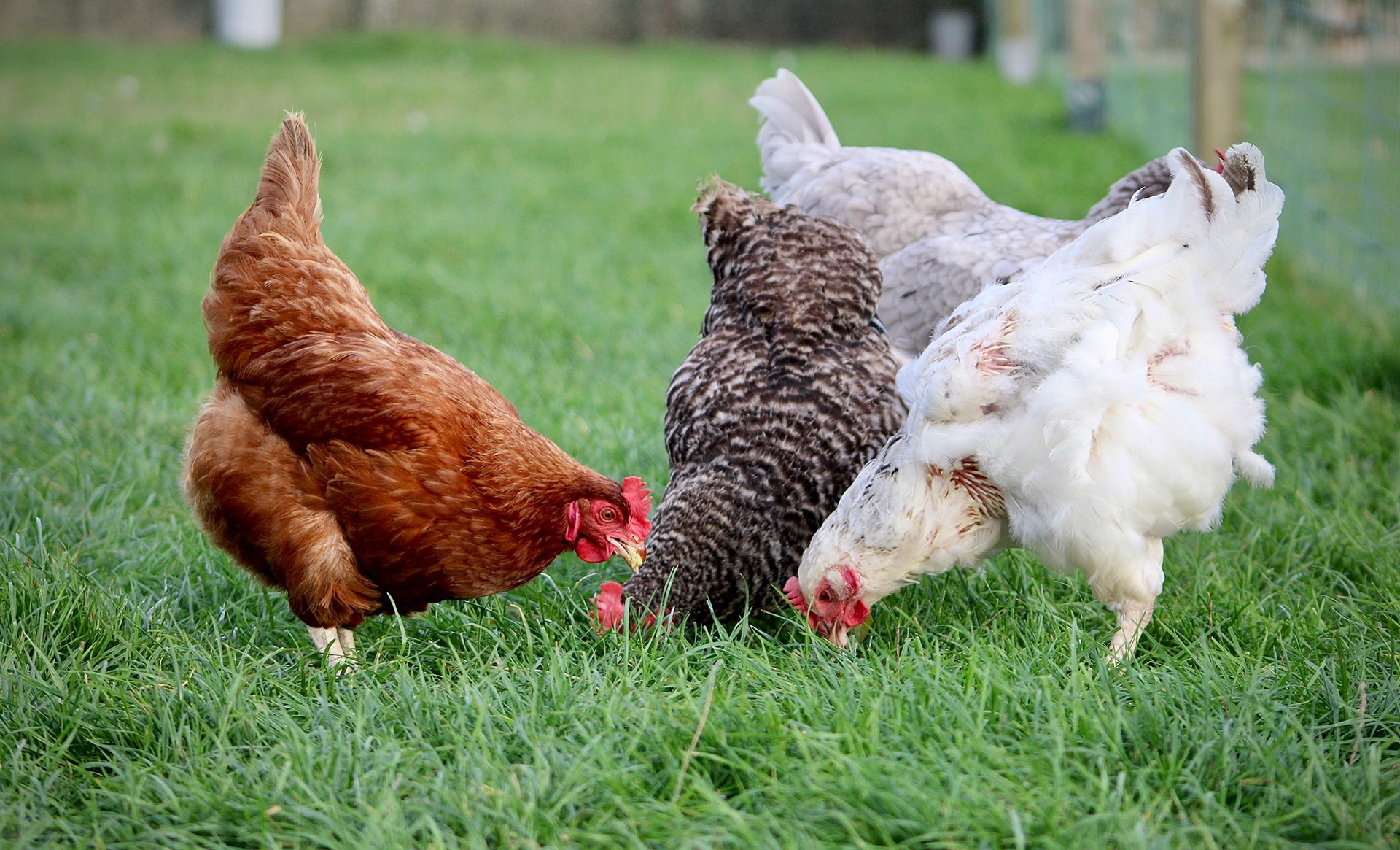 Significado de soñar con gallinas