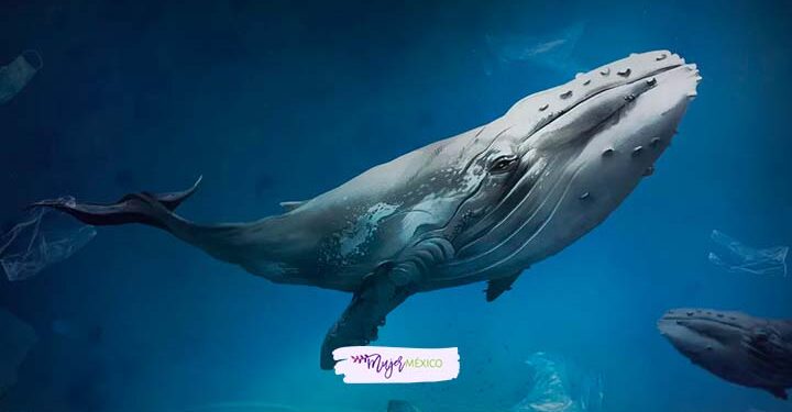 Soñar con ballenas. Significado e interpretaciones
