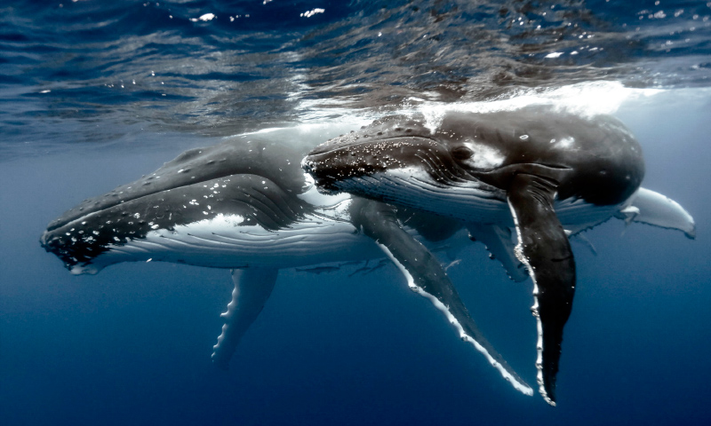 ¿Qué significa soñar con ballenas?