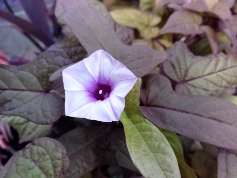 Plantas de interior que crecen en agua