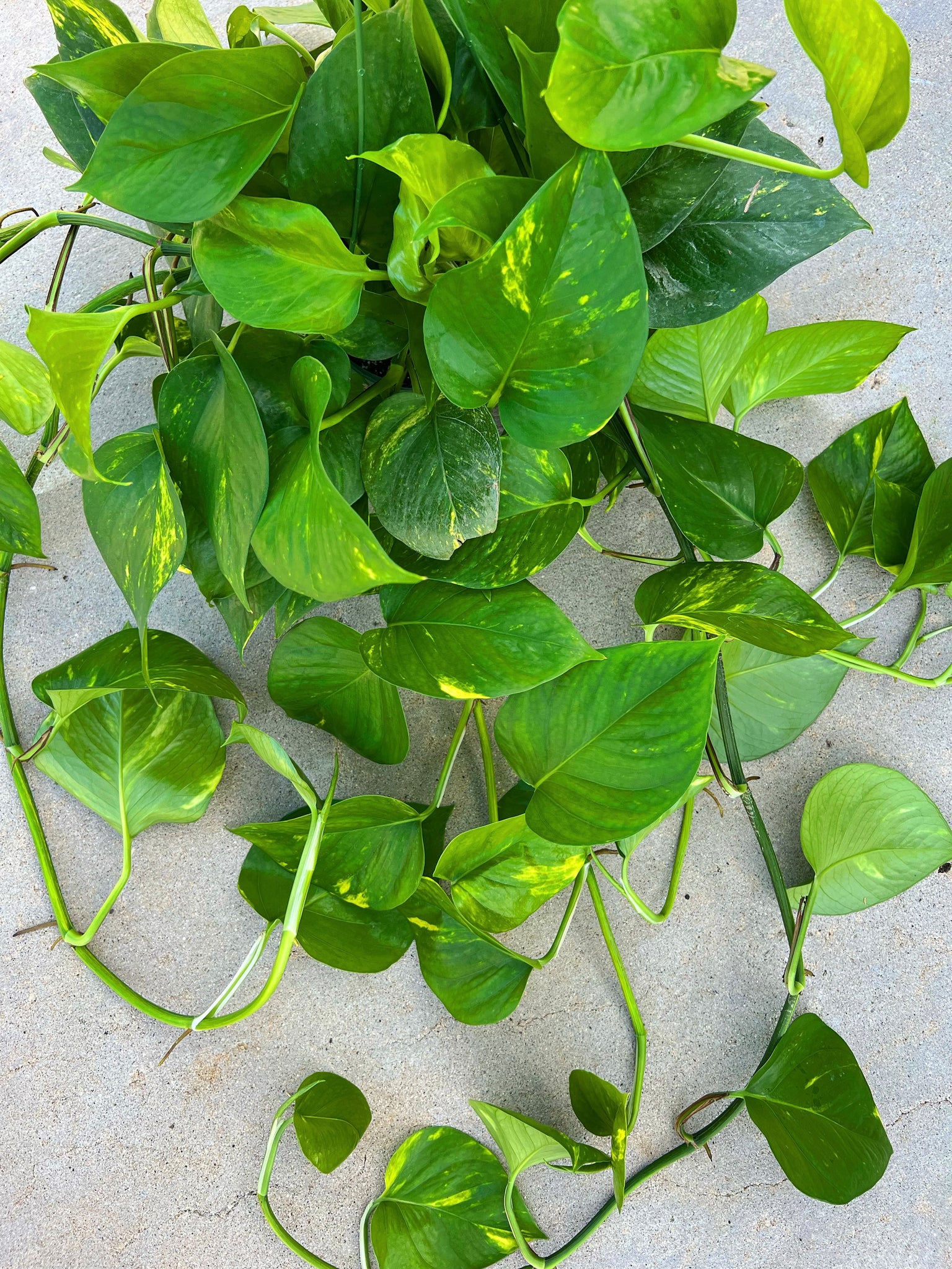 Plantas de interior que crecen en agua